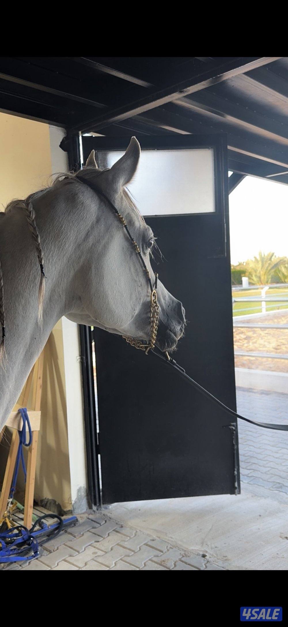 للبيع فرس بنت اترينال ولد عجمان منسيوني0