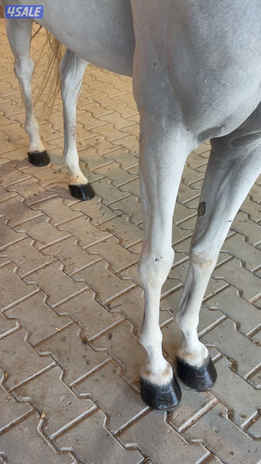 للبيع فرس بنت اترينال ولد عجمان منسيوني1