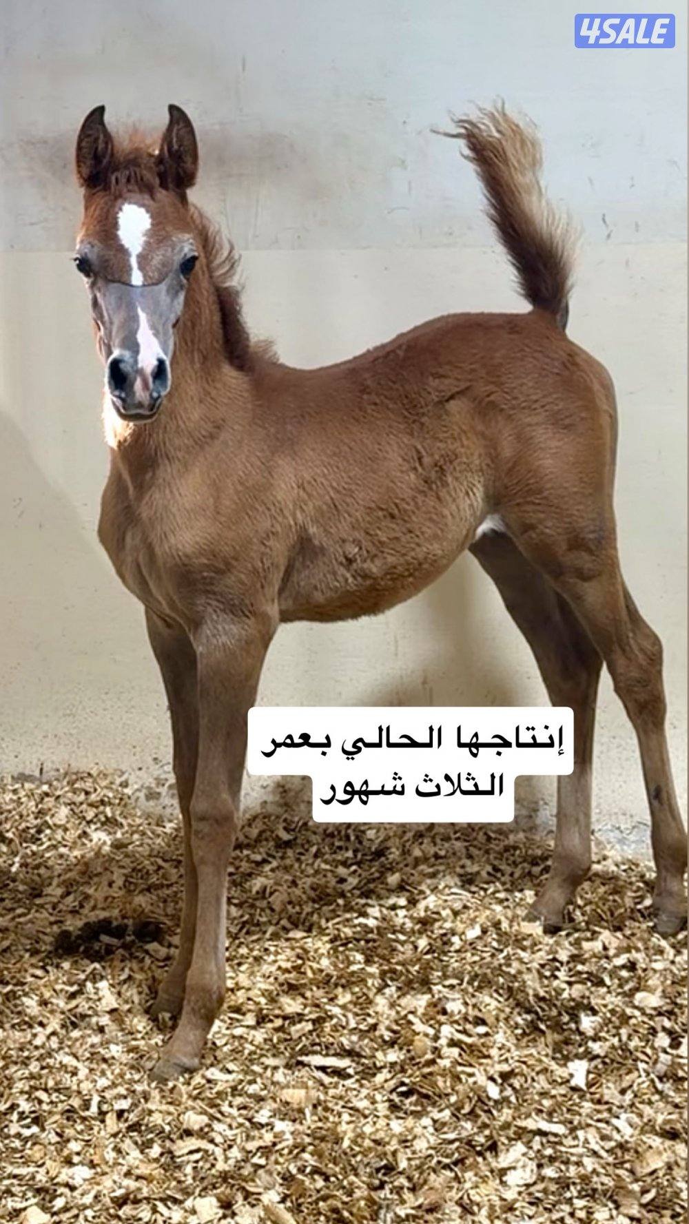 للبيع فرس بنت اترينال ولد عجمان منسيوني2