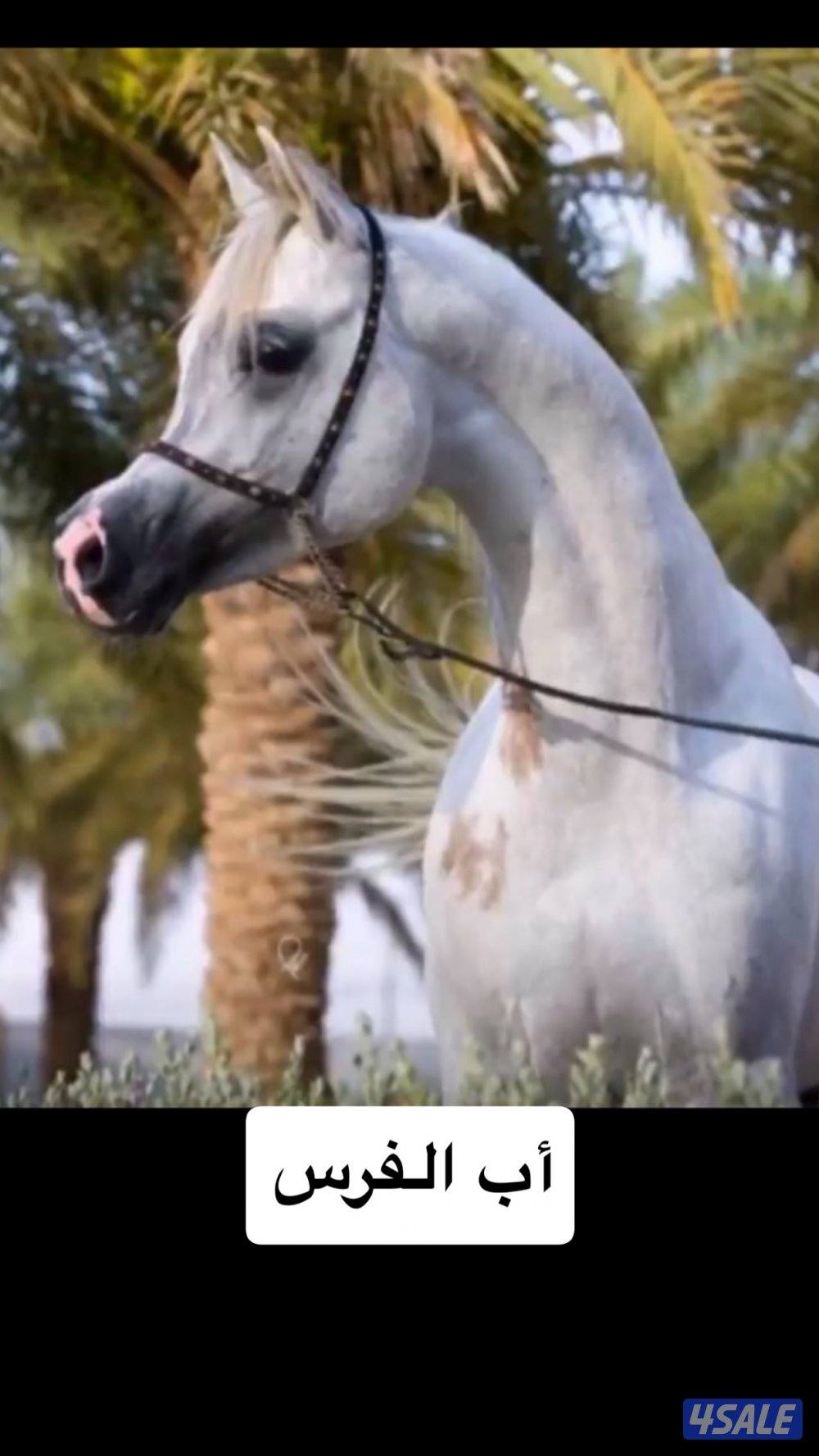 للبيع فرس بنت اترينال ولد عجمان منسيوني4