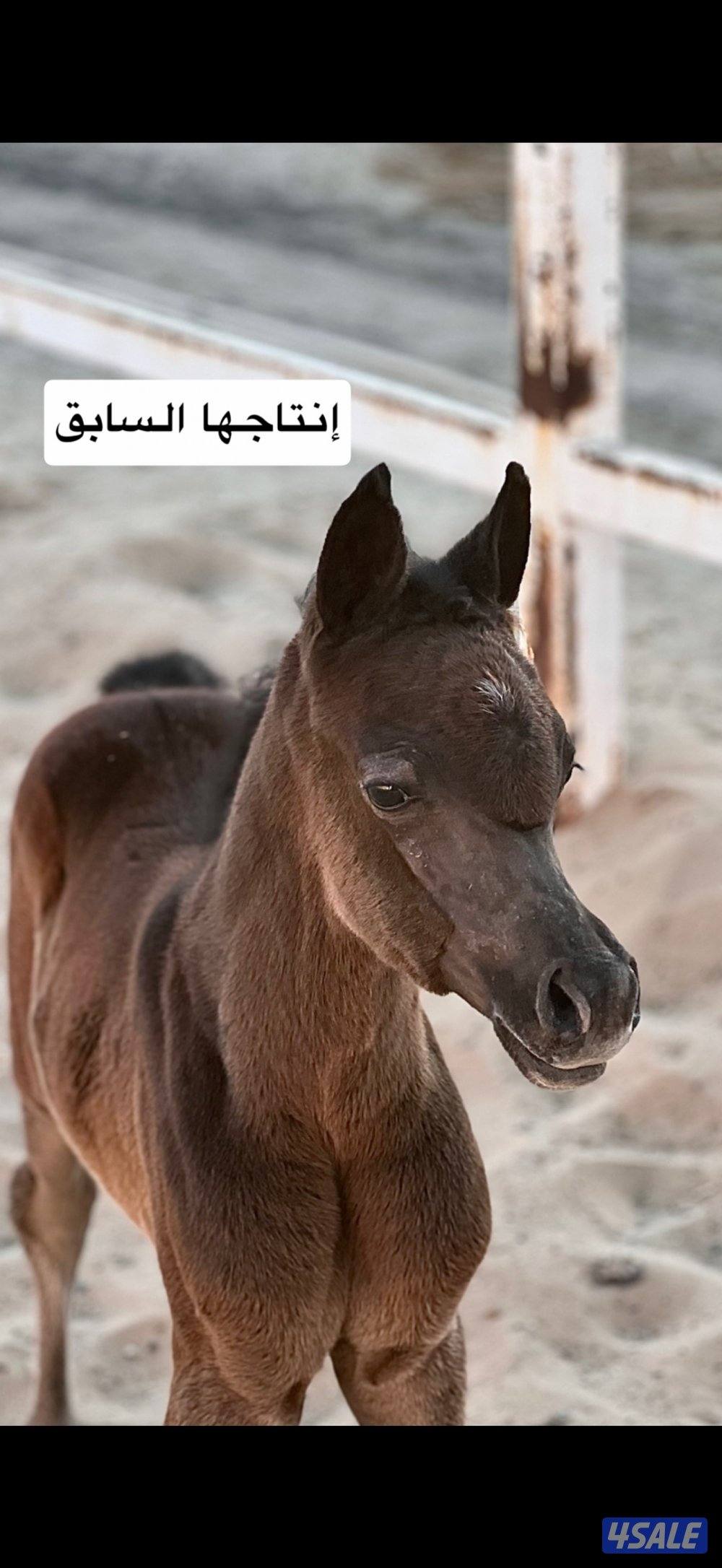 للبيع فرس بنت اترينال ولد عجمان منسيوني3