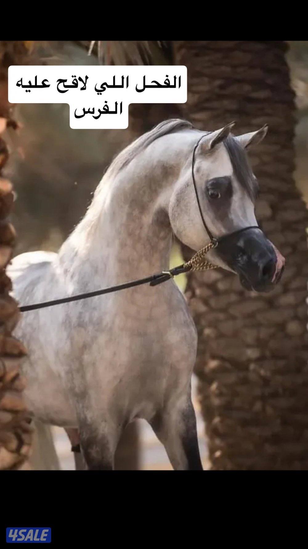 للبيع فرس بنت اترينال ولد عجمان منسيوني5