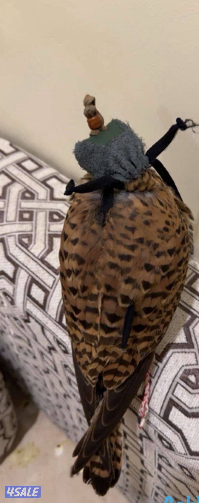 ‏مع أغراضه والتوصيل مو ‏متدرب0