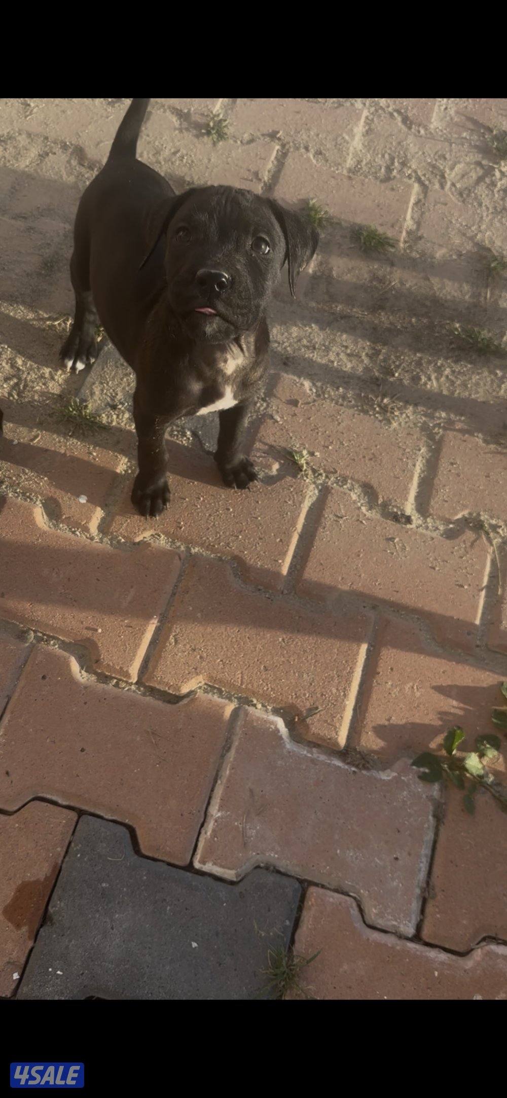 حراره كين كورسو1