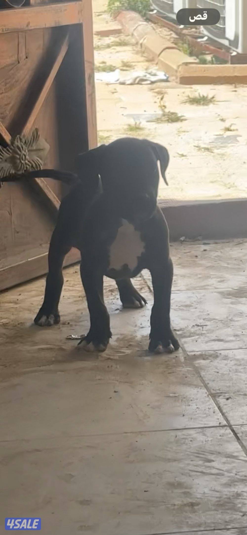 حراره كين كورسو2