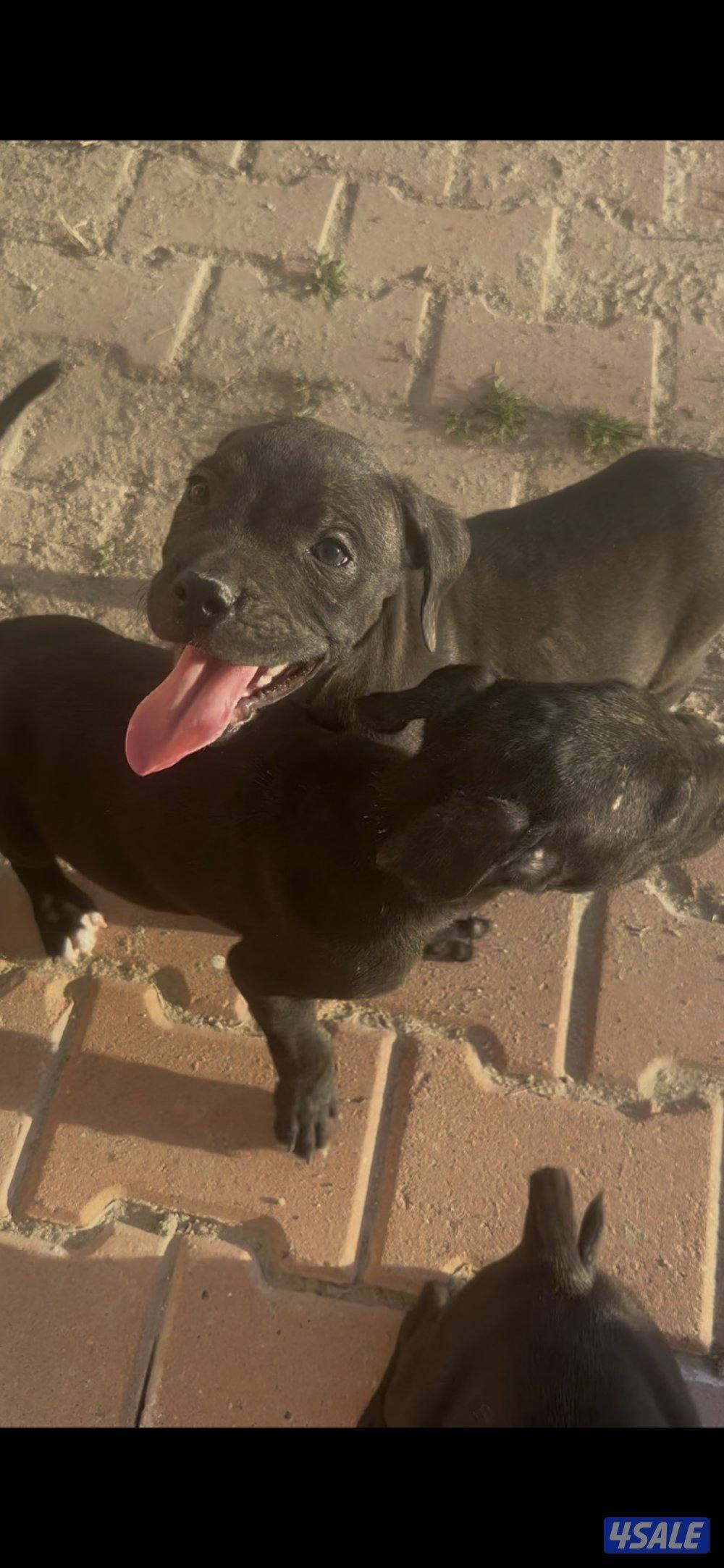 حراره كين كورسو3