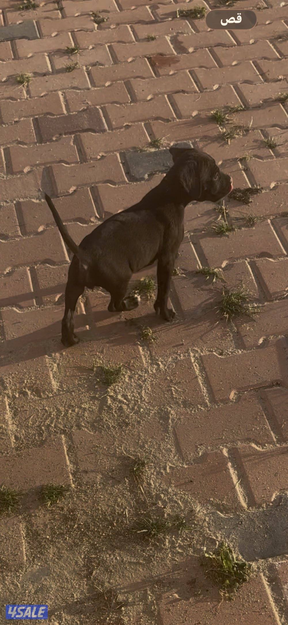 حراره كين كورسو4