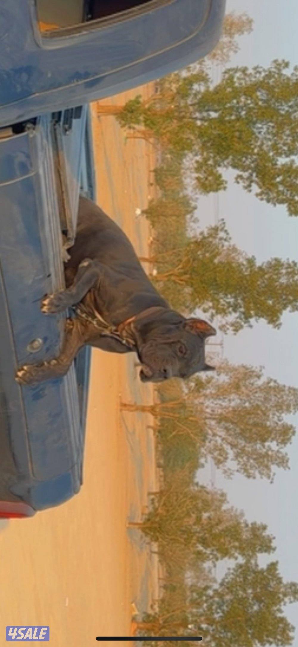 حراره كين كورسو5