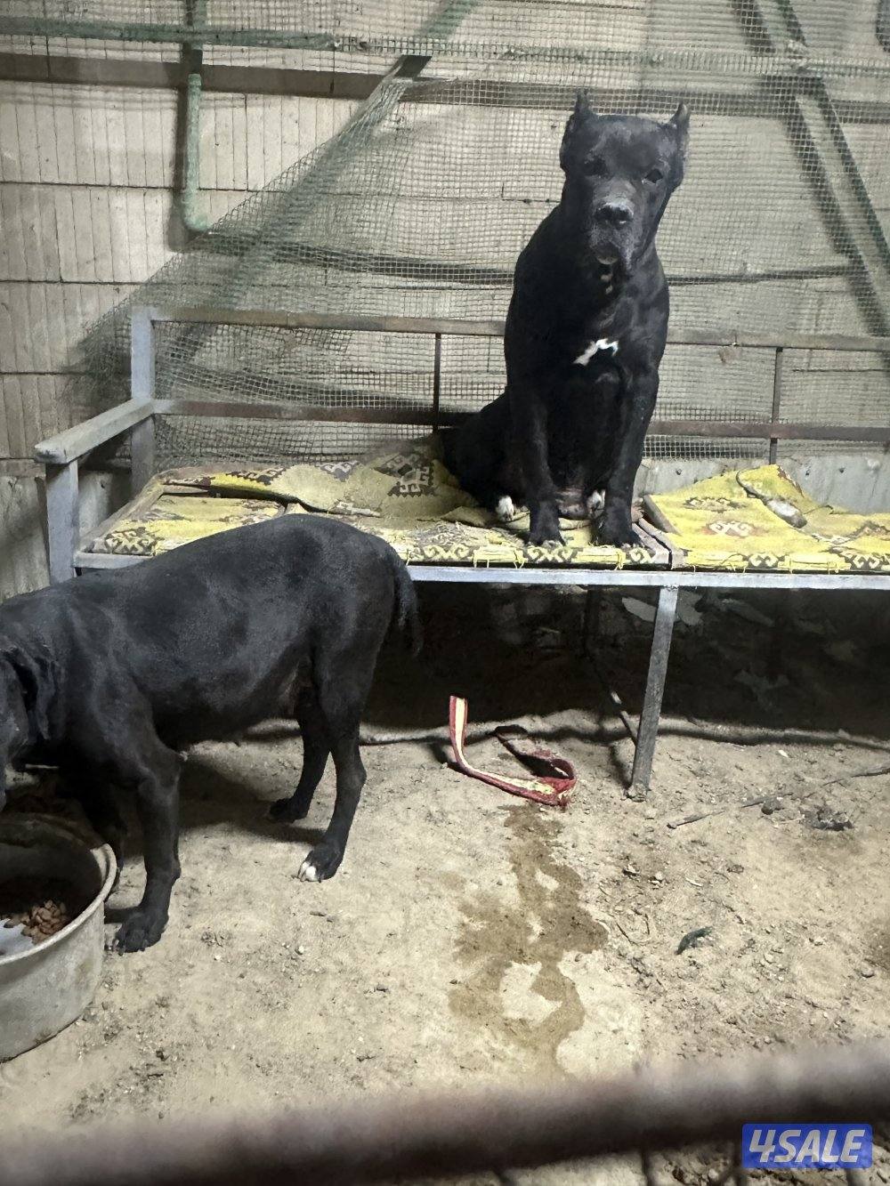 حراره كين كورسو6