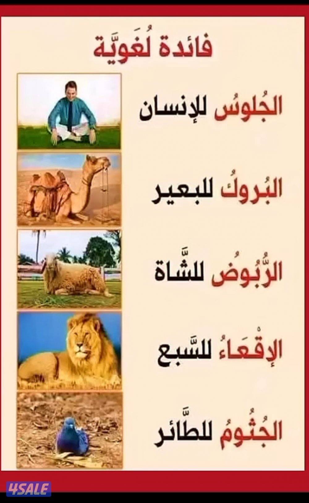 مدرس لغة عربية لجميع المراحل2