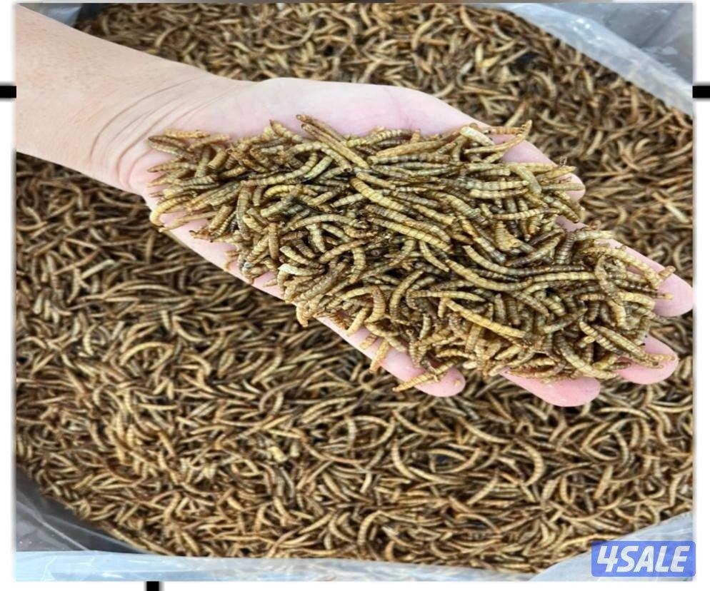 كوشن العملاق2