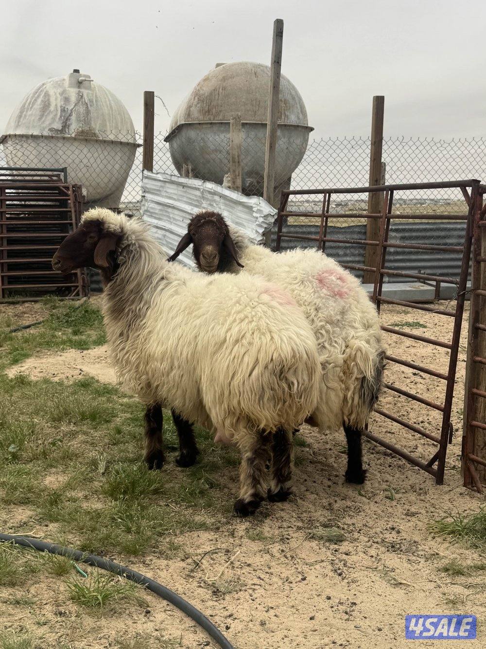 البيع مطافيل ودفيع1