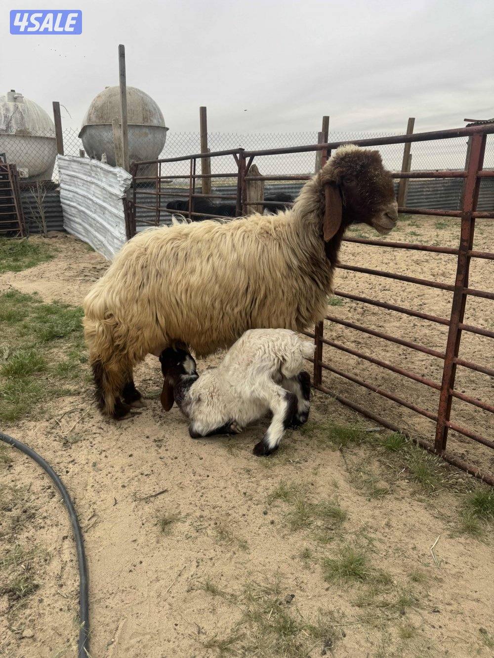 البيع مطافيل ودفيع0