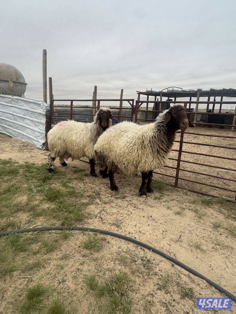 البيع مطافيل ودفيع2