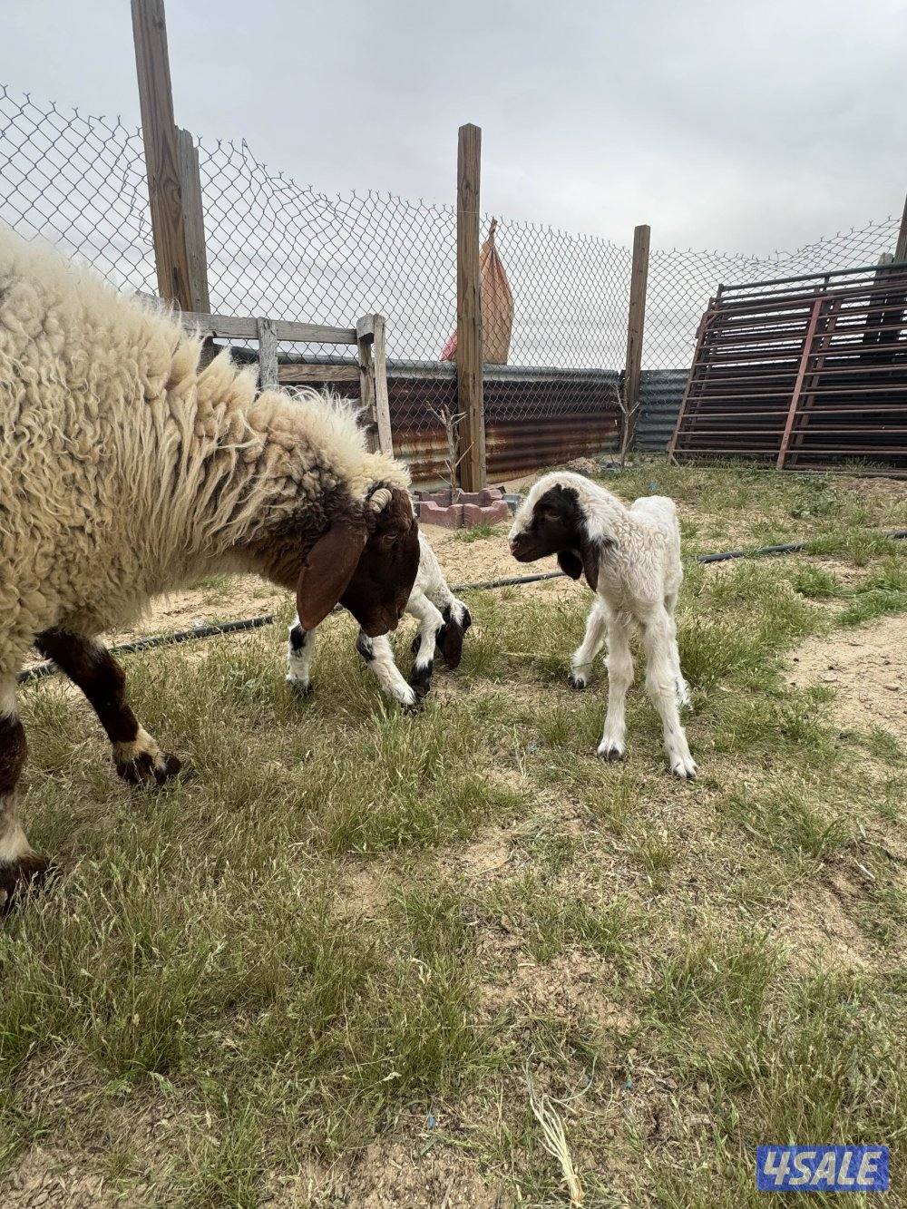 البيع مطافيل ودفيع3