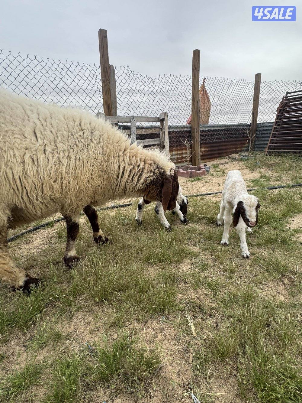 البيع مطافيل ودفيع4