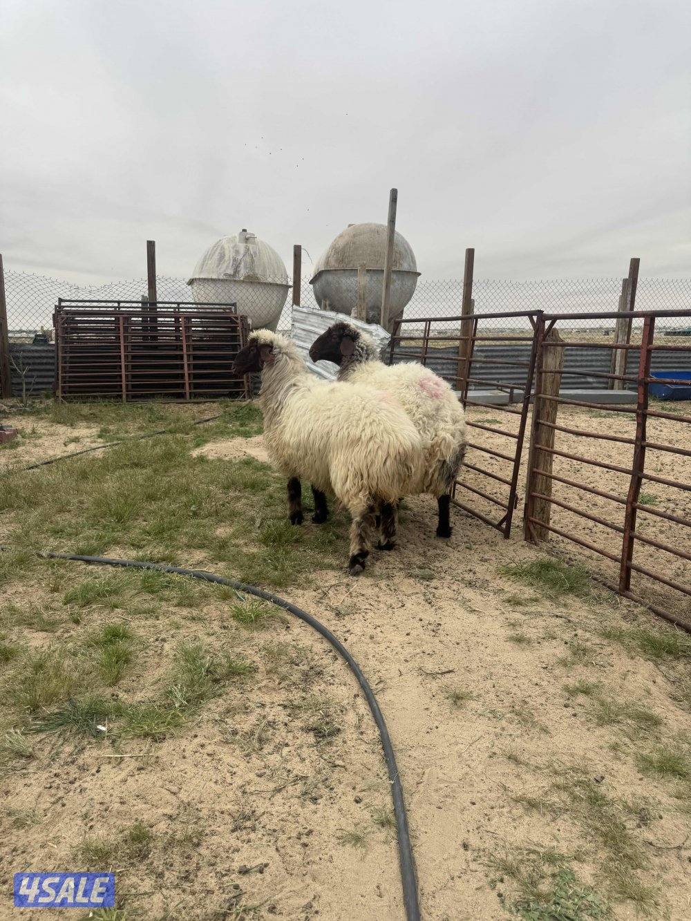 البيع مطافيل ودفيع5