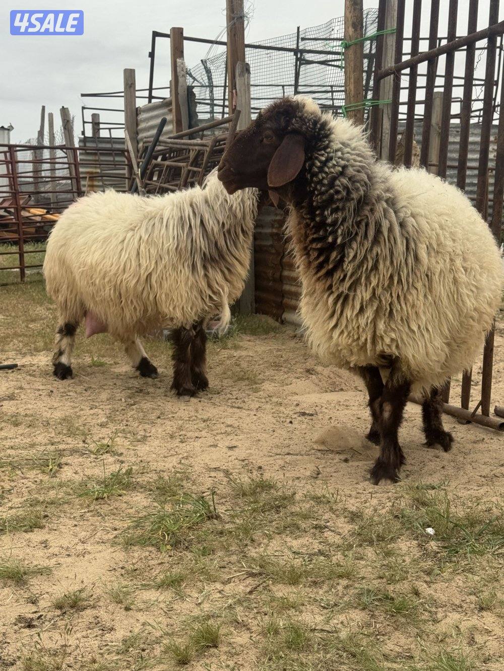 البيع مطافيل ودفيع6