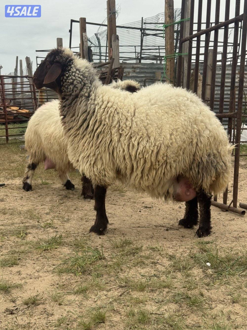 البيع مطافيل ودفيع7