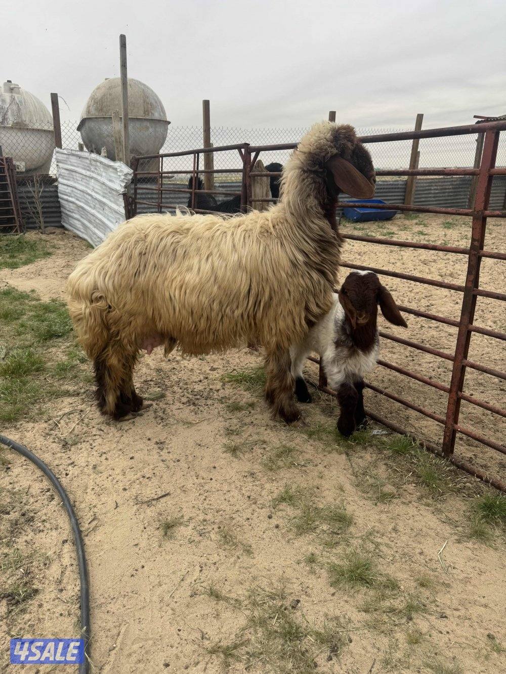 البيع مطافيل ودفيع8