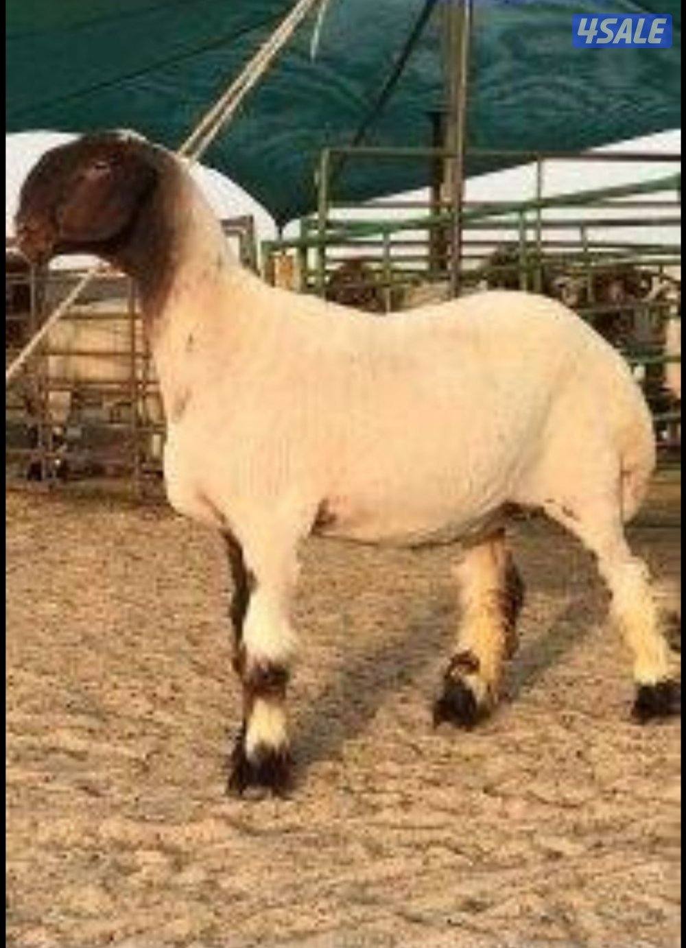 حزء غنم وتقليم اظافر0