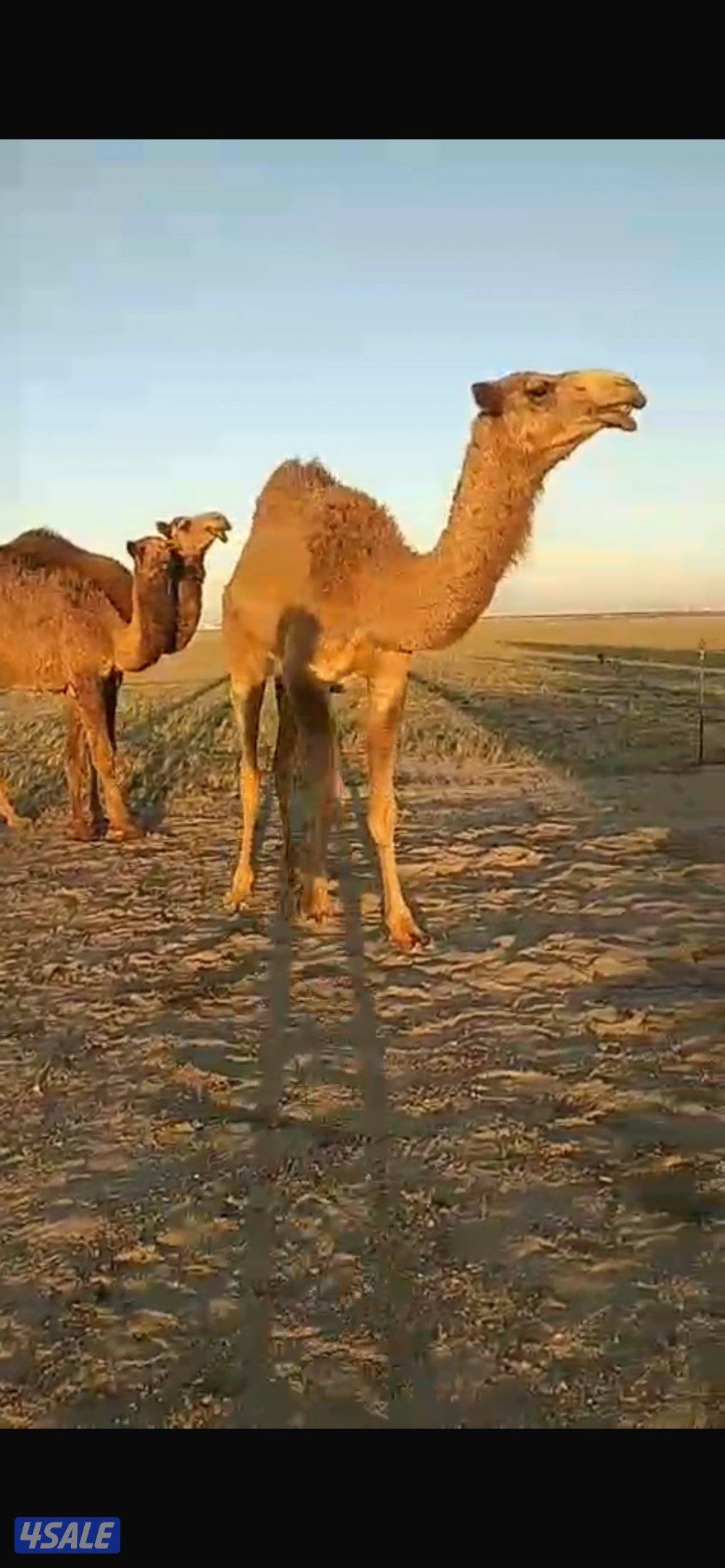 للبيع للبيع ثلاث نياق وثلاث بكار0