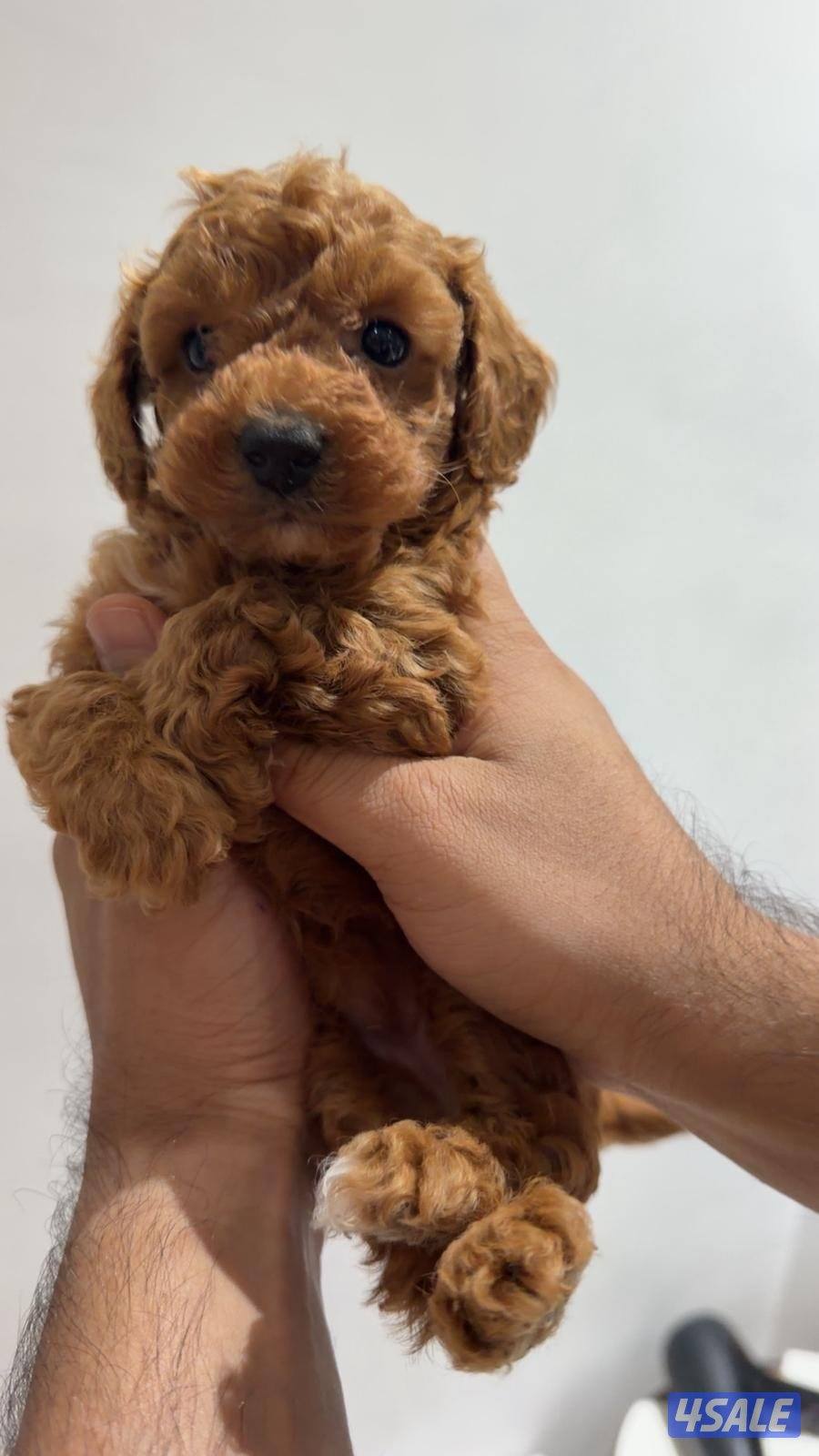 بودل اصلي📍0