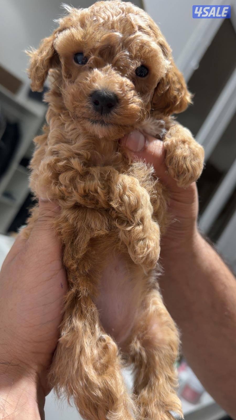 بودل اصلي📍1