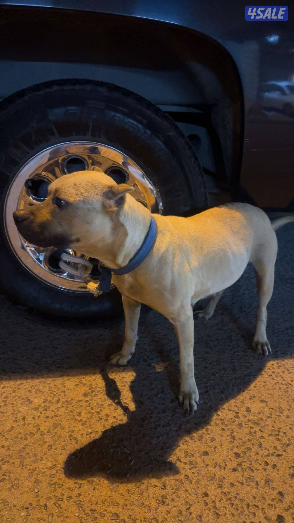 بتبول نثيه مرسوسه1