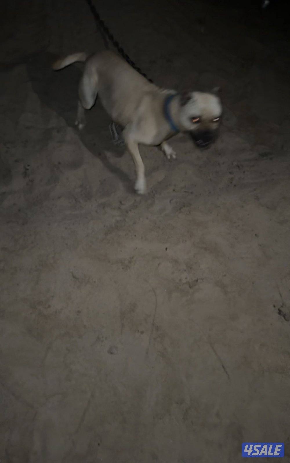 بتبول نثيه مرسوسه2