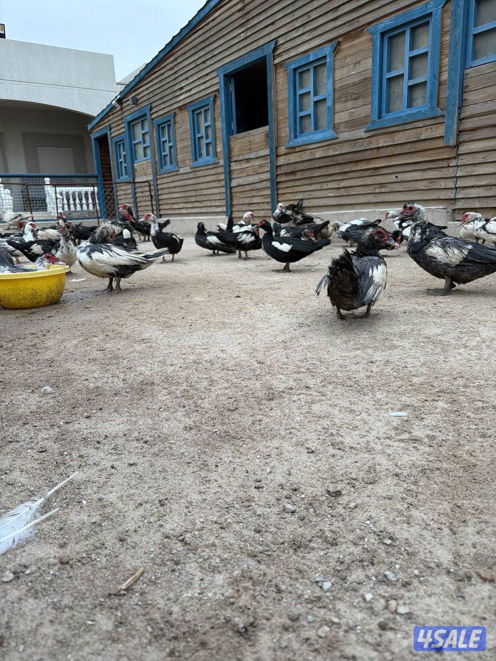 للبيع بط مصري مسكوفي بياض0