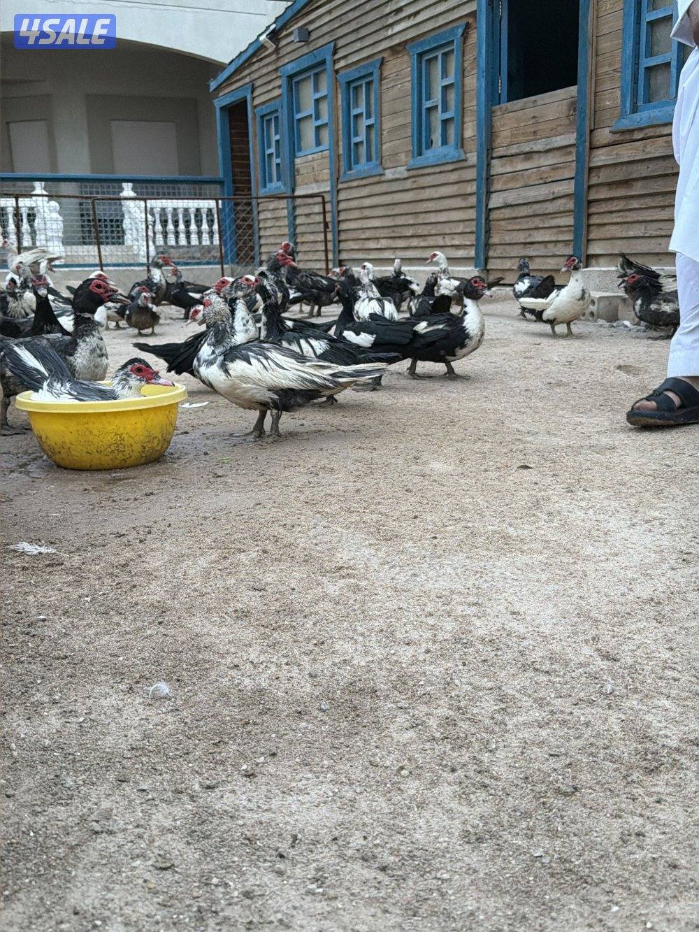 للبيع بط مصري مسكوفي بياض1