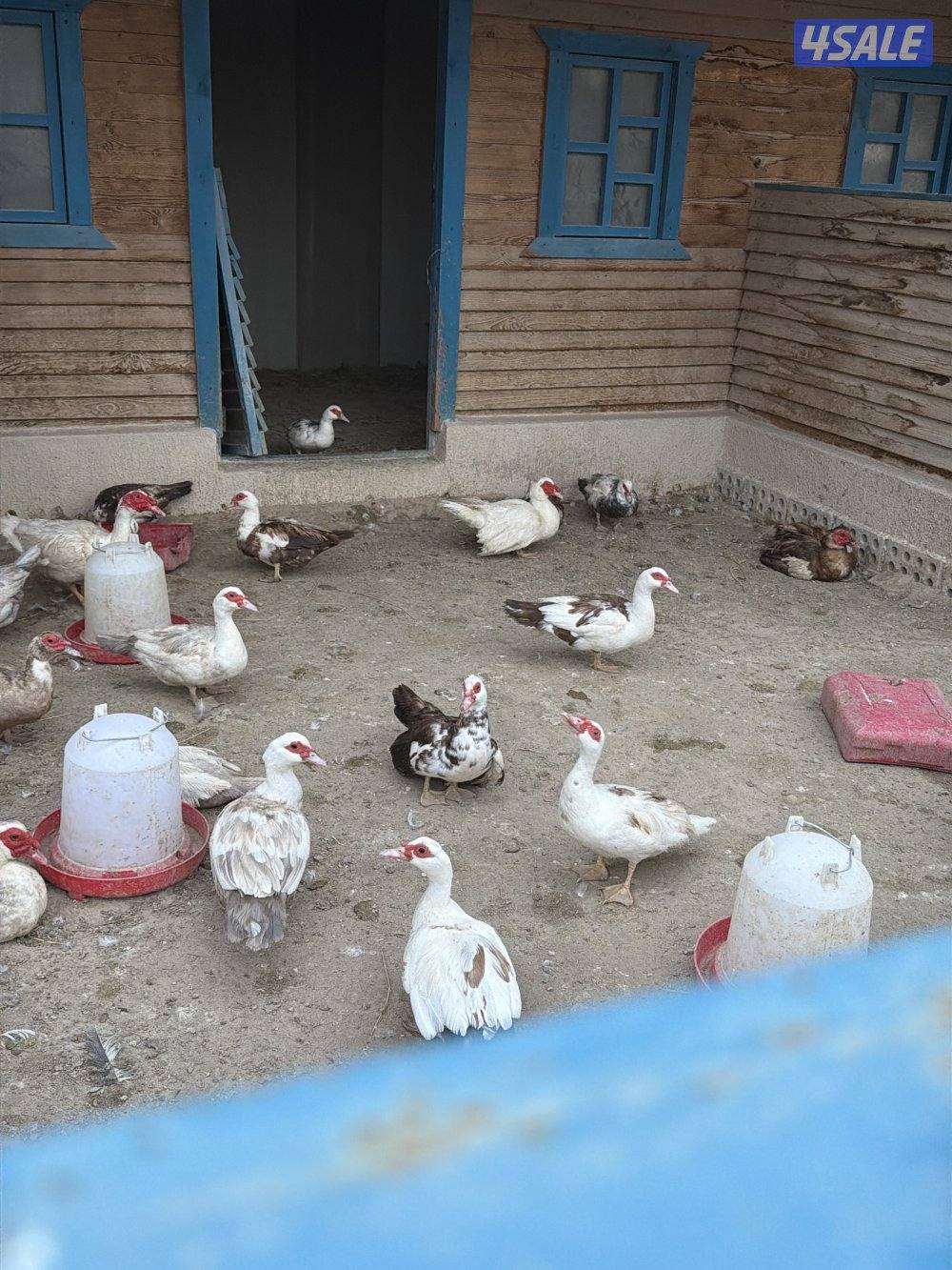 للبيع بط مصري مسكوفي بياض2