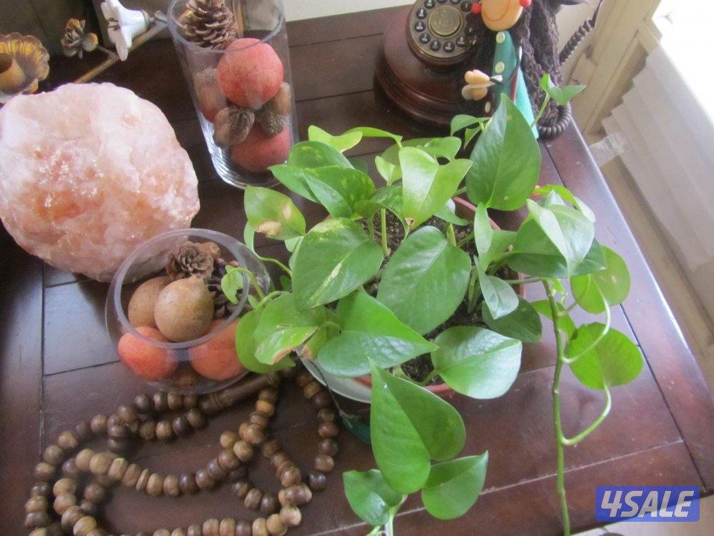 كاميرا كانون sx210 صورها داخل اعلان6