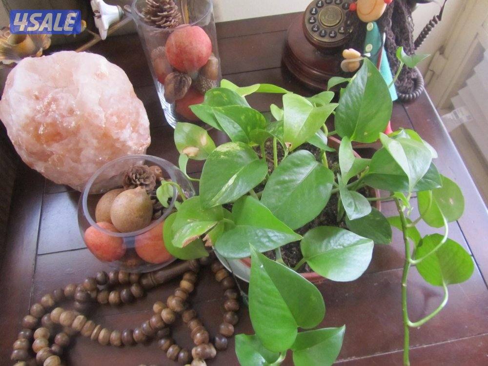 كاميرا كانون sx210 صورها داخل اعلان15