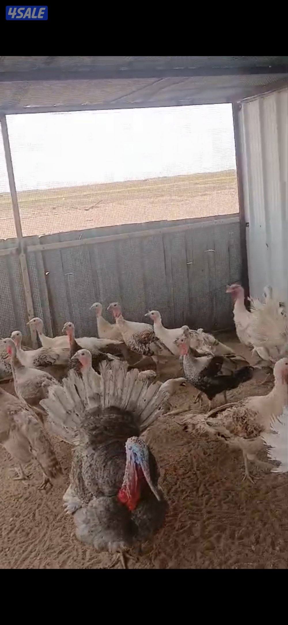 للبيع رومي بياض الوان طيبه0