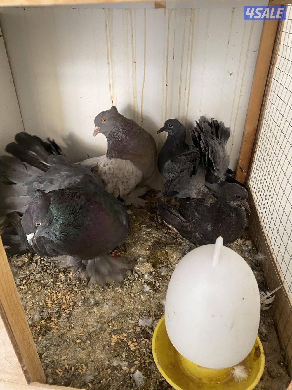 حمام شمسي عدد ١٧ طير سعر البيع٢٠ دينار ٢٥ طير لوت بسعر ٢٠1