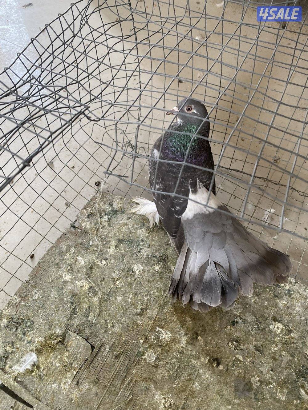 حمام شمسي عدد ١٧ طير سعر البيع٢٠ دينار ٢٥ طير لوت بسعر ٢٠2