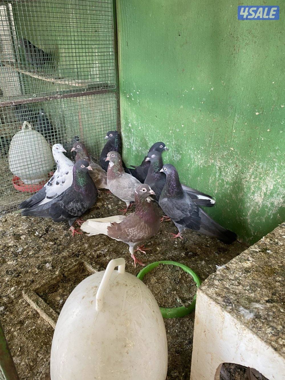 حمام شمسي عدد ١٧ طير سعر البيع٢٠ دينار ٢٥ طير لوت بسعر ٢٠3