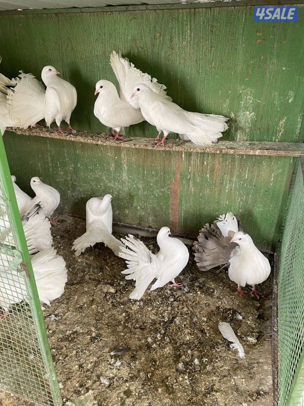 حمام شمسي عدد ١٧ طير سعر البيع٢٠ دينار ٢٥ طير لوت بسعر ٢٠4