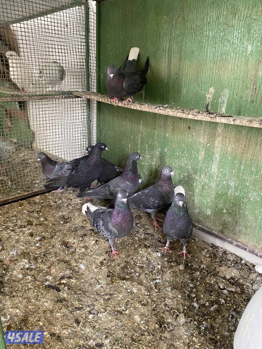 حمام شمسي عدد ١٧ طير سعر البيع٢٠ دينار ٢٥ طير لوت بسعر ٢٠5