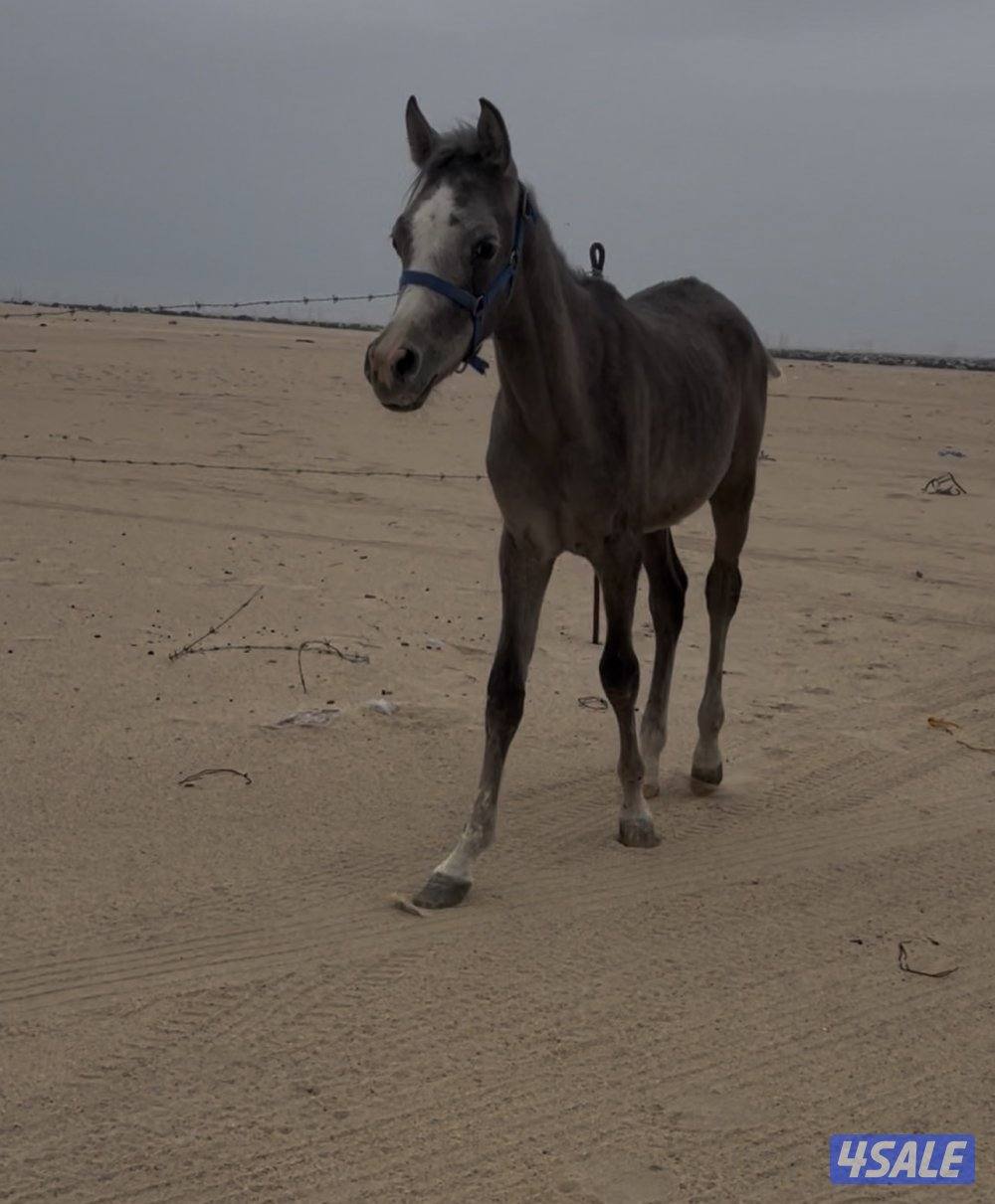 للبيع مهر مصري بدون أوراق0