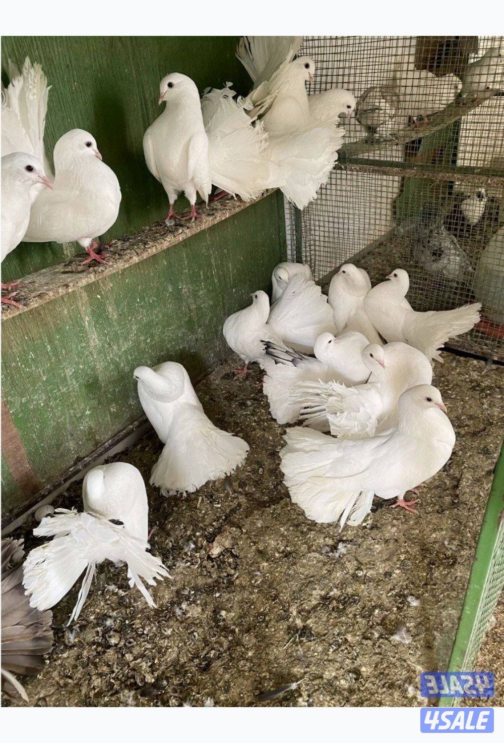 حمام شمسي عدد ١٧ طير سعر البيع٢٠ دينار ٢٥ طير لوت بسعر ٢٠0