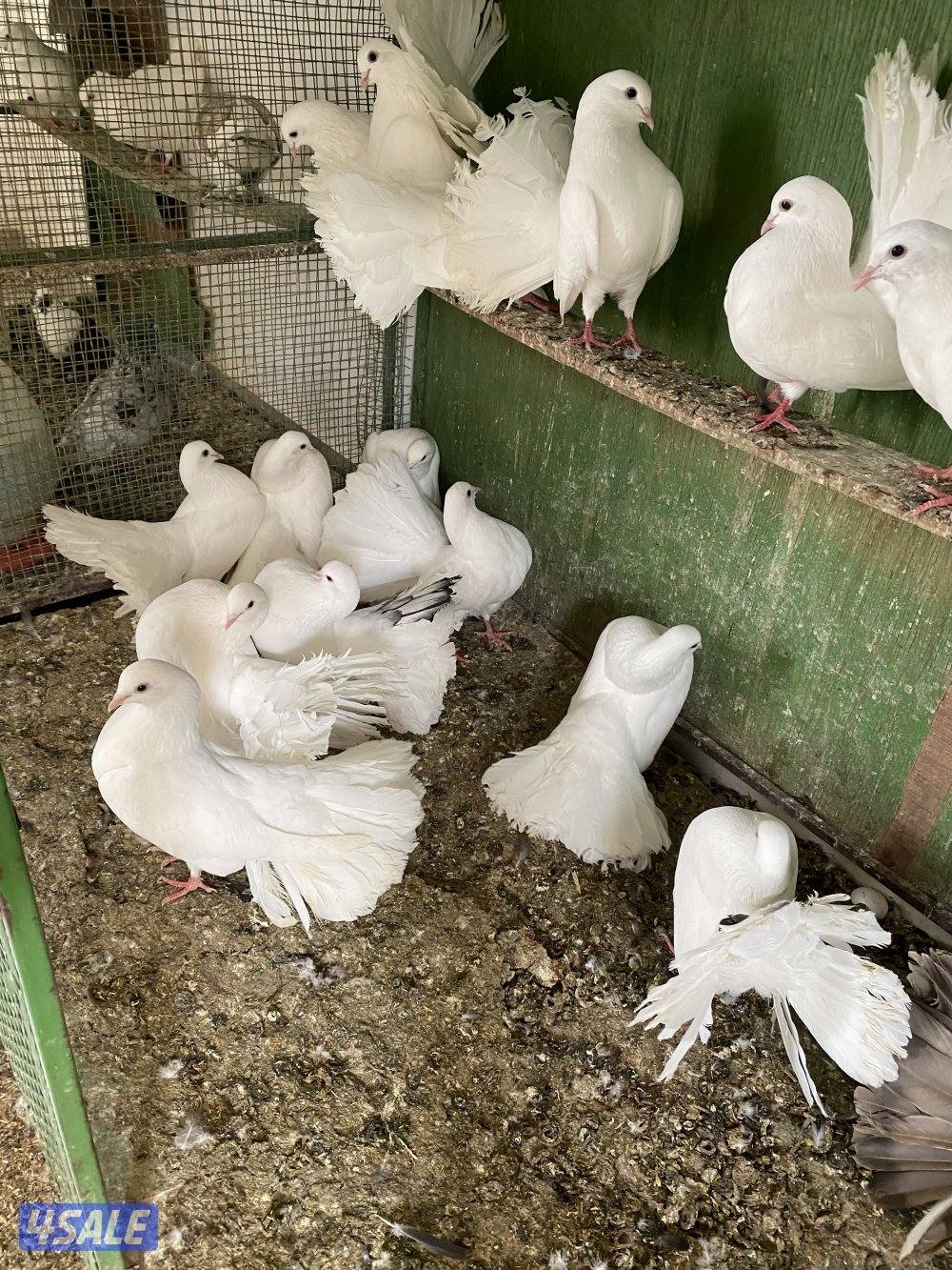 حمام شمسي عدد ١٧ طير سعر البيع٢٠ دينار ٢٥ طير لوت بسعر ٢٠6