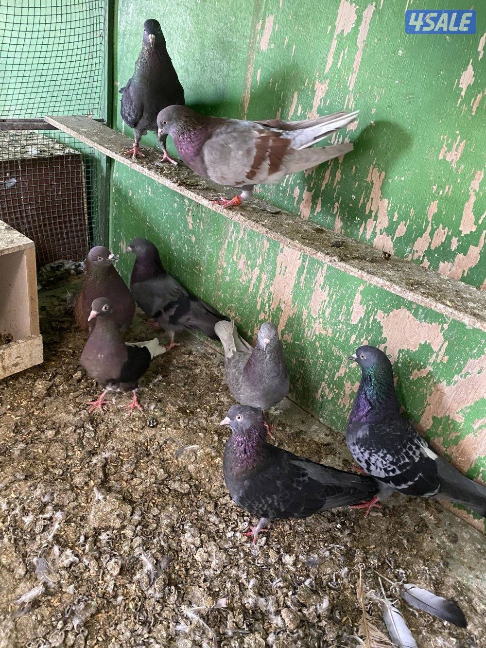 حمام شمسي عدد ١٧ طير سعر البيع٢٠ دينار ٢٥ طير لوت بسعر ٢٠7