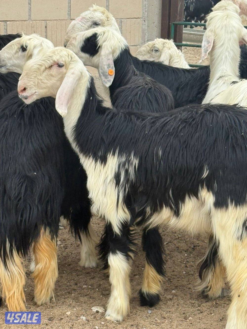 للبيع غنم نجد العدد 20 راس مراح واحد تبارك الرحمن كلها شبب فيها مطفل0