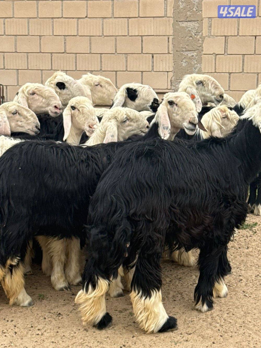 للبيع غنم نجد العدد 20 راس مراح واحد تبارك الرحمن كلها شبب فيها مطفل1
