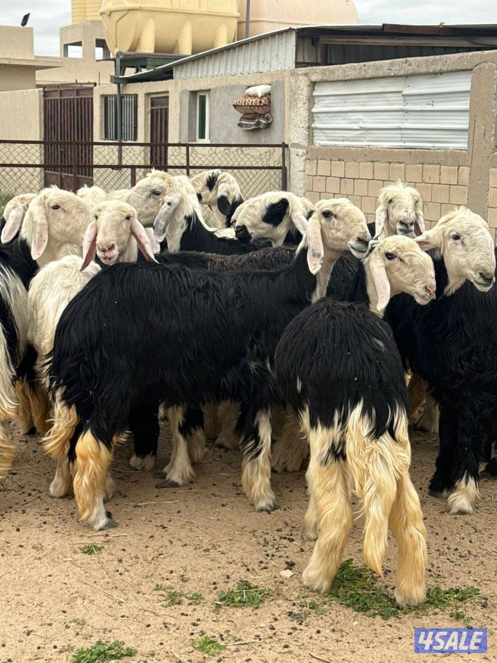 للبيع غنم نجد العدد 20 راس مراح واحد تبارك الرحمن كلها شبب فيها مطفل2