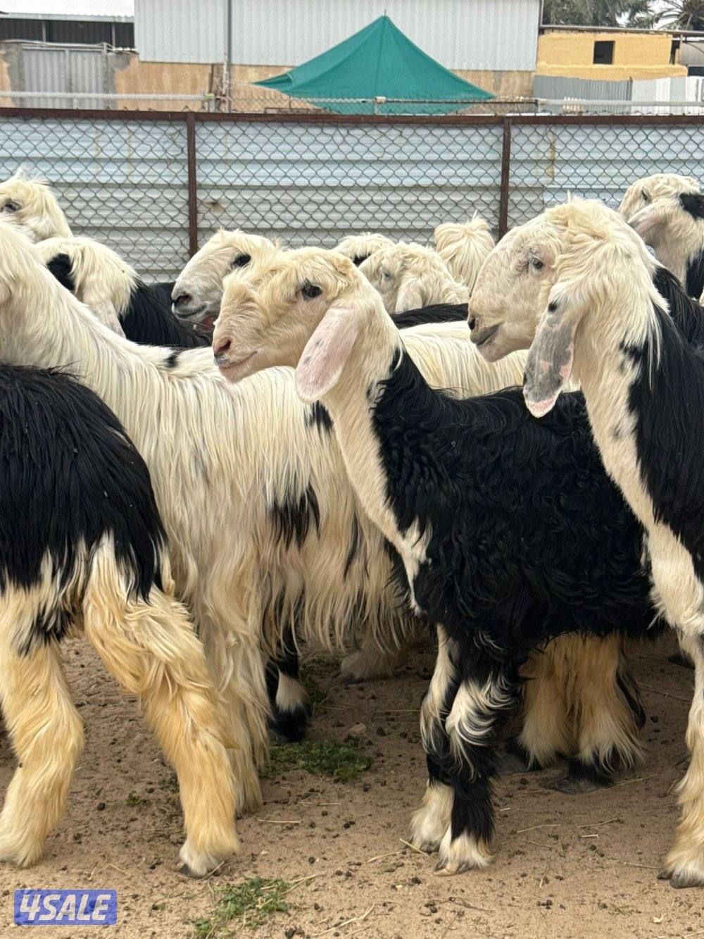 للبيع غنم نجد العدد 20 راس مراح واحد تبارك الرحمن كلها شبب فيها مطفل3