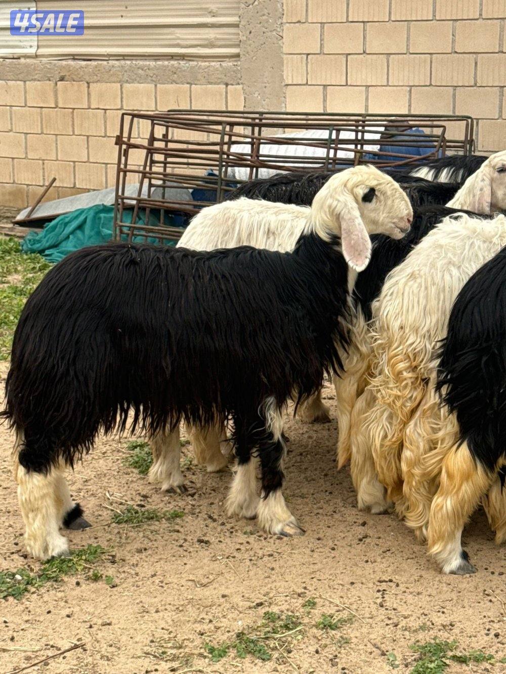 للبيع غنم نجد العدد 20 راس مراح واحد تبارك الرحمن كلها شبب فيها مطفل4